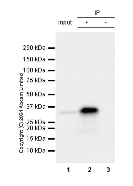 Immunoprecipitation - Anti-SFRS7/SRSF7 antibody [EPR28621-501] (AB322406)