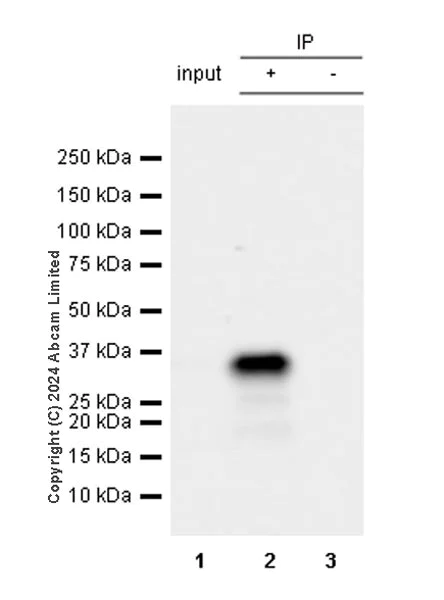 Immunoprecipitation - Anti-SFRS7/SRSF7 antibody [EPR28621-501] (AB322406)