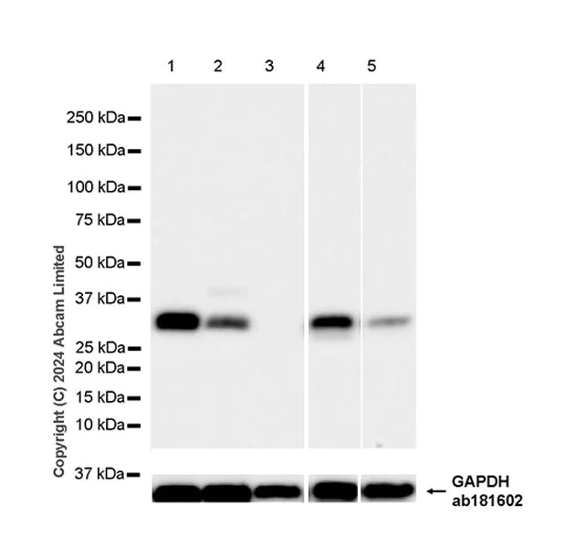 Western blot - Anti-SFRS7/SRSF7 antibody [EPR28621-501] (AB322406)