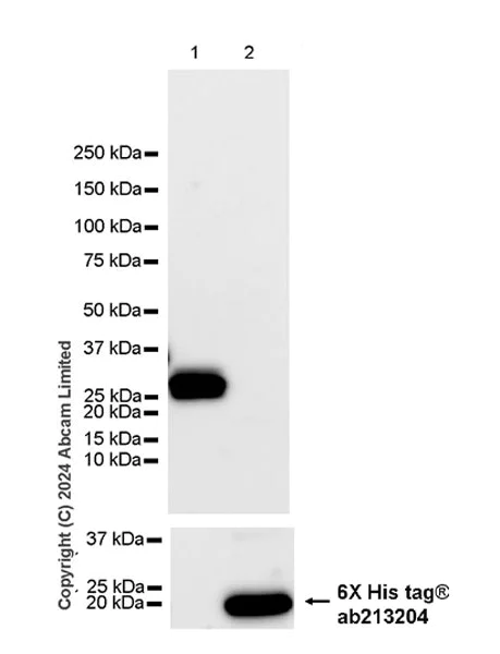Western blot - Anti-SFRS7/SRSF7 antibody [EPR28621-501] (AB322406)