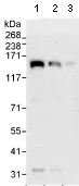 Western blot - Anti-SFRS8 antibody (AB72044)