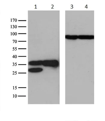 Western blot - Anti-SFRS9/SRSF9 antibody [OTI5G7] (AB236414)