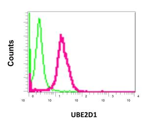 Flow Cytometry (Intracellular) - Anti-SFT antibody [EPR13000(B)] - BSA and Azide free (AB240192)