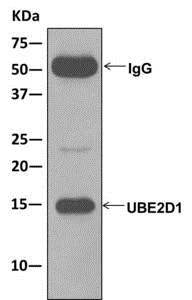 Immunoprecipitation - Anti-SFT antibody [EPR13000(B)] - BSA and Azide free (AB240192)