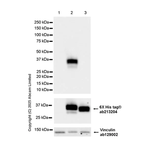 Western blot - Anti-SFTPA1 antibody [EPR29098-90R] (AB325321)