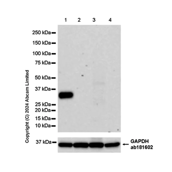 Western blot - Anti-SFTPA1 + SFTPA2 antibody [EPR29098-6] - BSA and Azide free (AB320649)