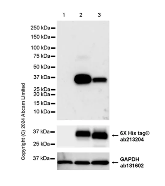 Western blot - Anti-SFTPA1 + SFTPA2 antibody [EPR29098-6] - BSA and Azide free (AB320649)