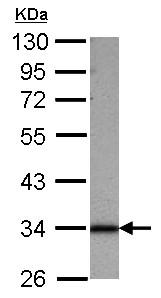 Western blot - Anti-SFXN1/TCC antibody (AB127751)