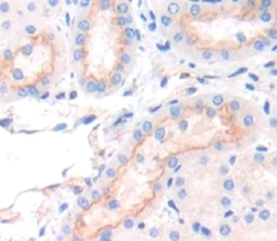 Immunohistochemistry (Formalin/PFA-fixed paraffin-embedded sections) - Anti-SFXN1/TCC antibody (AB231256)