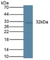 Western blot - Anti-SFXN1/TCC antibody (AB231256)