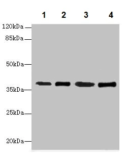 Western blot - Anti-SFXN4 antibody (AB237804)