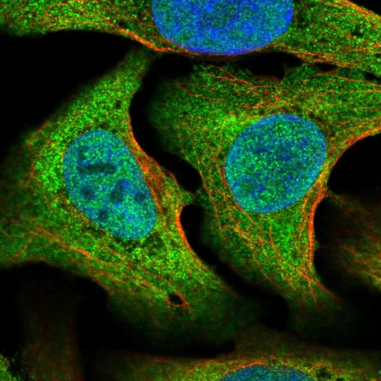Immunocytochemistry/ Immunofluorescence - Anti-SG2NA antibody (AB254666)