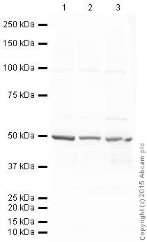 Western blot - Anti-SGK1 antibody (AB43606)