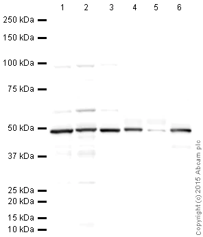 Western blot - Anti-SGK1 antibody (AB43606)