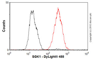 Flow Cytometry (Intracellular) - Anti-SGK1 antibody [Y238] - BSA and Azide free (AB239812)
