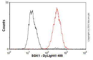 Flow Cytometry (Intracellular) - Anti-SGK1 antibody [Y238] - BSA and Azide free (AB239812)