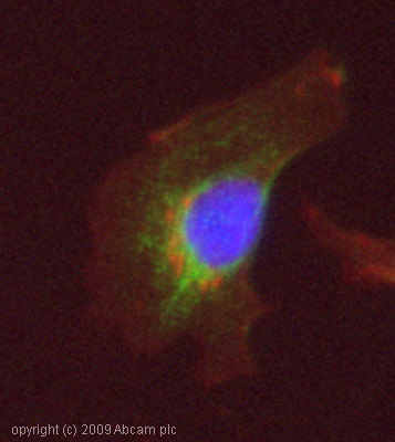 Immunocytochemistry/ Immunofluorescence - Anti-SGK1 (phospho S422) antibody (AB55281)