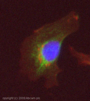 Immunocytochemistry/ Immunofluorescence - Anti-SGK1 (phospho S422) antibody (AB55281)