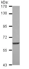 Western blot - Anti-SGK3 antibody (AB126108)