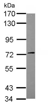 Western blot - Anti-SGK3 antibody (AB153981), expandable thumbnail