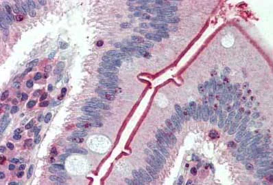 Immunohistochemistry (Formalin/PFA-fixed paraffin-embedded sections) - Anti-SGLT1 antibody (AB140918)
