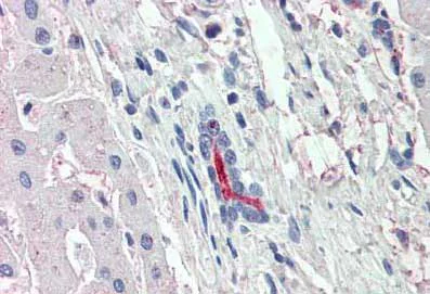 Immunohistochemistry (Formalin/PFA-fixed paraffin-embedded sections) - Anti-SGLT1 antibody (AB140918)