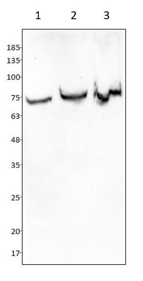 Western blot - Anti-SGLT1 antibody (AB14686), expandable thumbnail