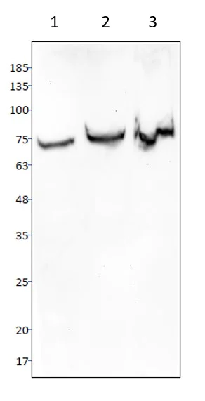 Western blot - Anti-SGLT1 antibody (AB14686)