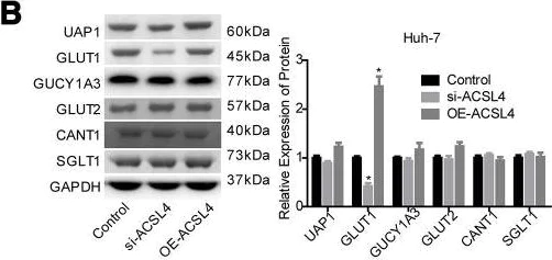 Western blot - Anti-SGLT1 antibody (AB14686)