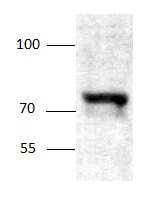 Western blot - Anti-SGLT1 antibody (AB97682)