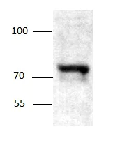 Western blot - Anti-SGLT1 antibody (AB97682)