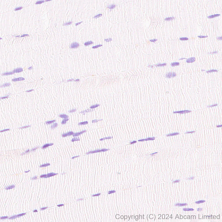 Immunohistochemistry (Formalin/PFA-fixed paraffin-embedded sections) - Anti-SGLT1 antibody [EPR26041-107] - BSA and Azide free (AB321788)