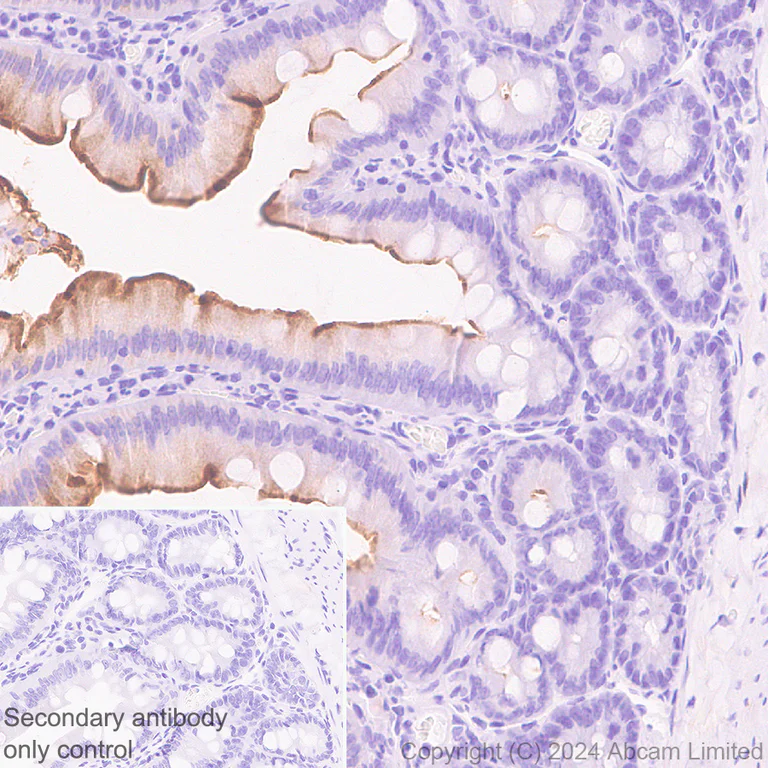 Immunohistochemistry (Formalin/PFA-fixed paraffin-embedded sections) - Anti-SGLT1 antibody [EPR26041-107] - BSA and Azide free (AB321788)