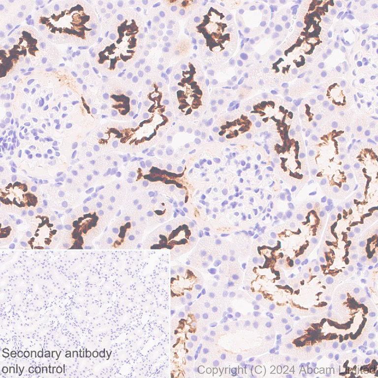 Immunohistochemistry (Formalin/PFA-fixed paraffin-embedded sections) - Anti-SGLT1 antibody [EPR26041-107] - BSA and Azide free (AB321788)