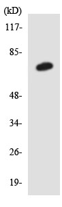 Western blot - Anti-SGLT2 antibody (AB137207)