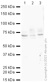 Western blot - Anti-SGLT2 antibody (AB37296)