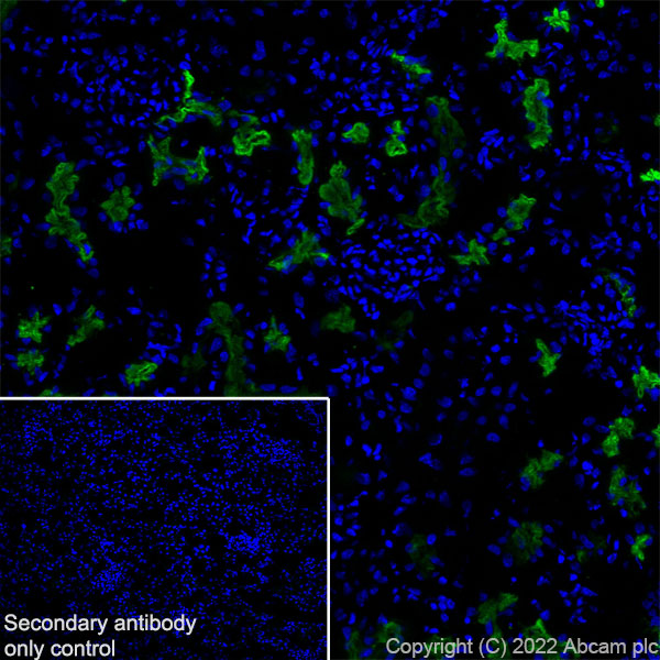 Immunohistochemistry (Frozen sections) - Anti-SGLT2 antibody [EPR27112-7] (AB306558), expandable thumbnail