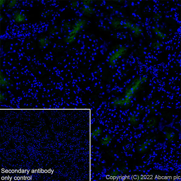 Immunohistochemistry (Frozen sections) - Anti-SGLT2 antibody [EPR27112-7] (ab306558), expandable thumbnail