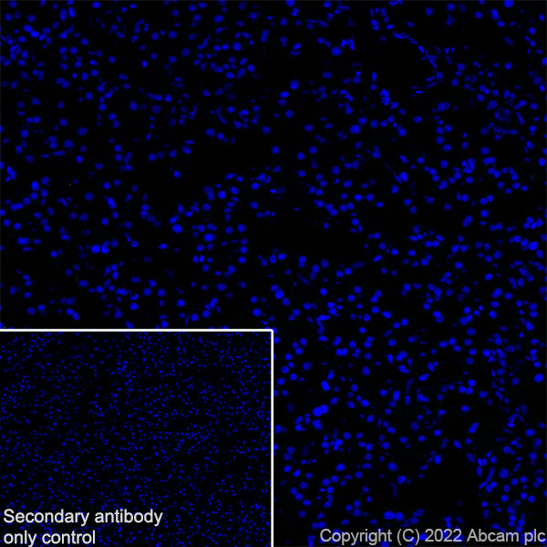 Immunohistochemistry (Frozen sections) - Anti-SGLT2 antibody [EPR27112-7] (AB306558), expandable thumbnail