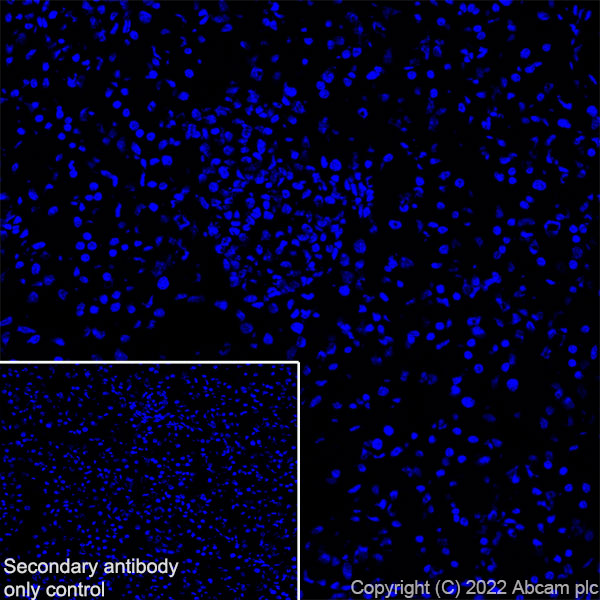 Immunohistochemistry (Frozen sections) - Anti-SGLT2 antibody [EPR27112-7] - BSA and Azide free (AB306559), expandable thumbnail