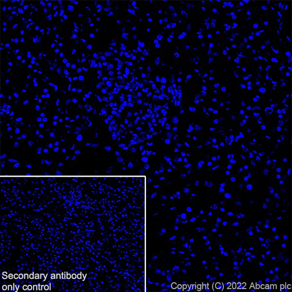 Immunohistochemistry (Frozen sections) - Anti-SGLT2 antibody [EPR27112-7] - BSA and Azide free (AB306559)