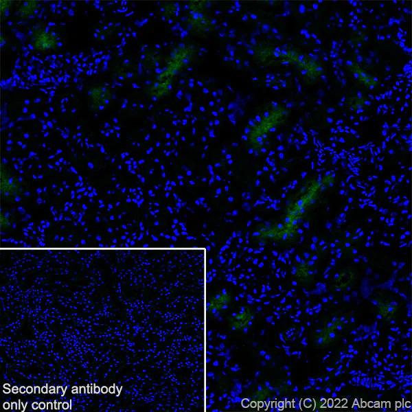 Immunohistochemistry (Frozen sections) - Anti-SGLT2 antibody [EPR27112-7] - BSA and Azide free (AB306559)