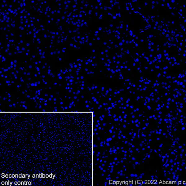 Immunohistochemistry (Frozen sections) - Anti-SGLT2 antibody [EPR27112-7] - BSA and Azide free (AB306559)