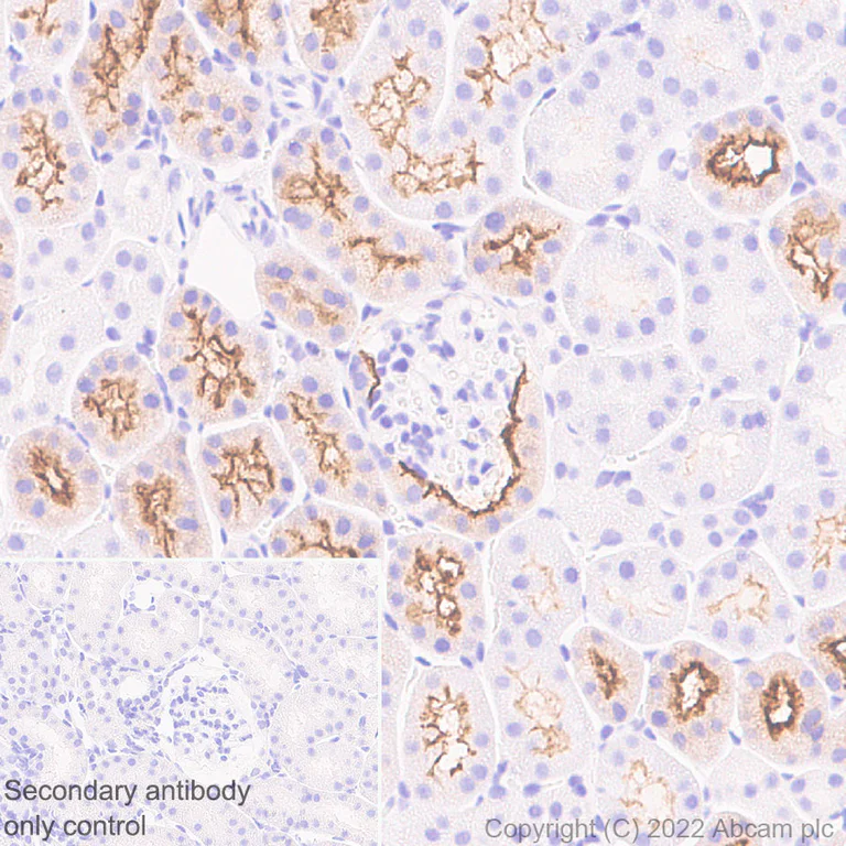 Immunohistochemistry - Anti-SGLT2 antibody [EPR27112-7] - BSA and Azide free (AB306559)