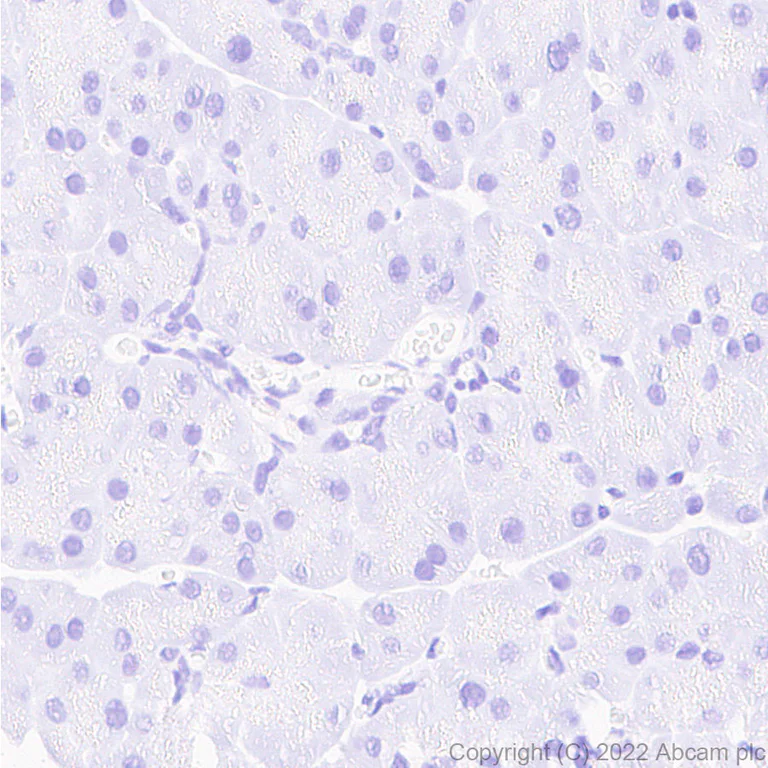 Immunohistochemistry - Anti-SGLT2 antibody [EPR27112-7] - BSA and Azide free (AB306559)