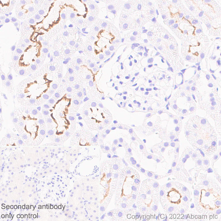 Immunohistochemistry - Anti-SGLT2 antibody [EPR27112-7] - BSA and Azide free (AB306559)