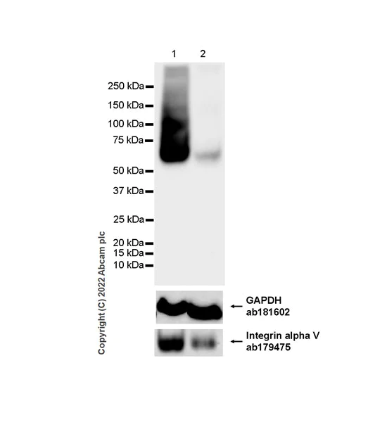 Western blot - Anti-SGLT2 antibody [EPR27112-7] - BSA and Azide free (AB306559)