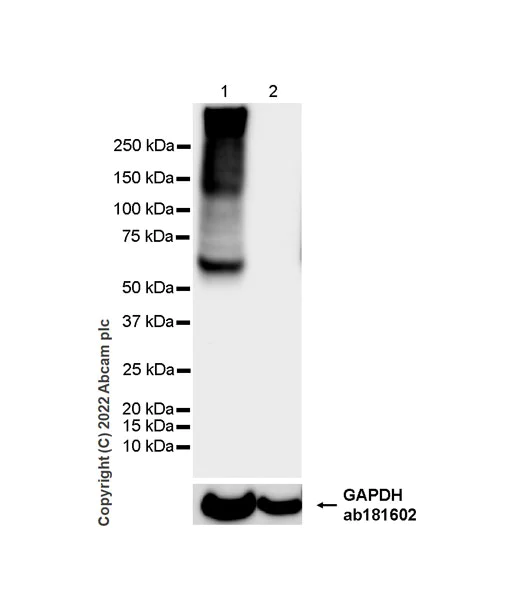 Western blot - Anti-SGLT2 antibody [EPR27112-7] - BSA and Azide free (AB306559)
