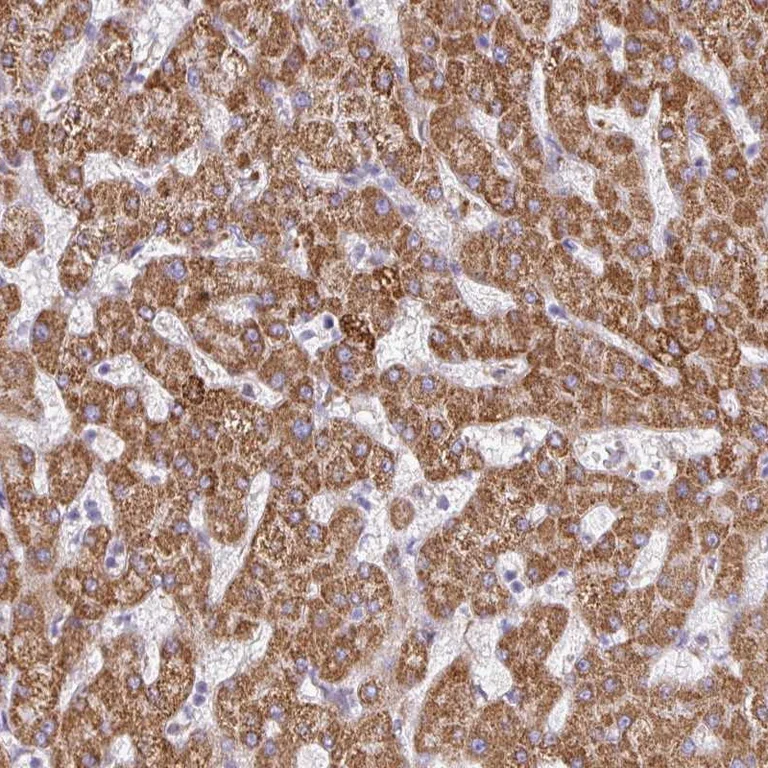 Immunohistochemistry (Formalin/PFA-fixed paraffin-embedded sections) - Anti-SGPP1 antibody (AB262888)