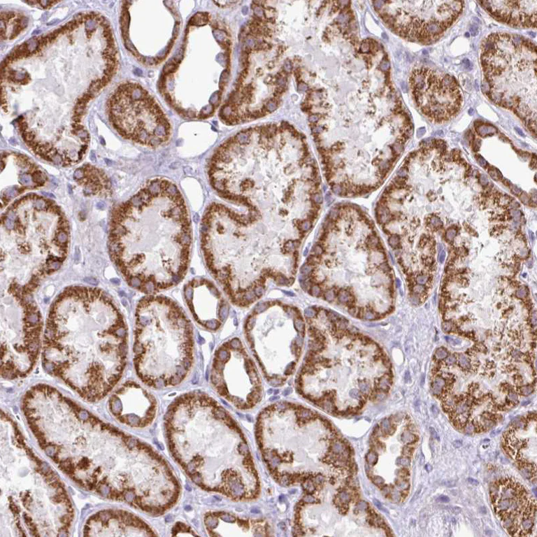 Immunohistochemistry (Formalin/PFA-fixed paraffin-embedded sections) - Anti-SGPP1 antibody (AB262888)